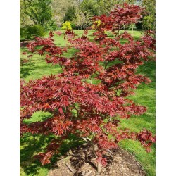 Acer palmatum 'Trompenburg' - leaves in Spring