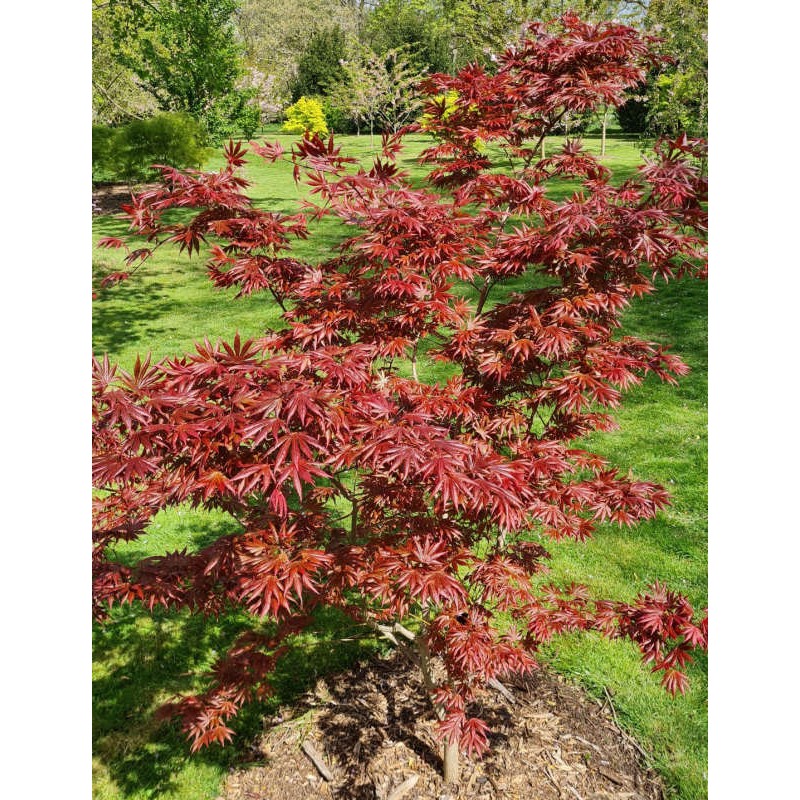 Acer palmatum 'Trompenburg' - leaves in Spring