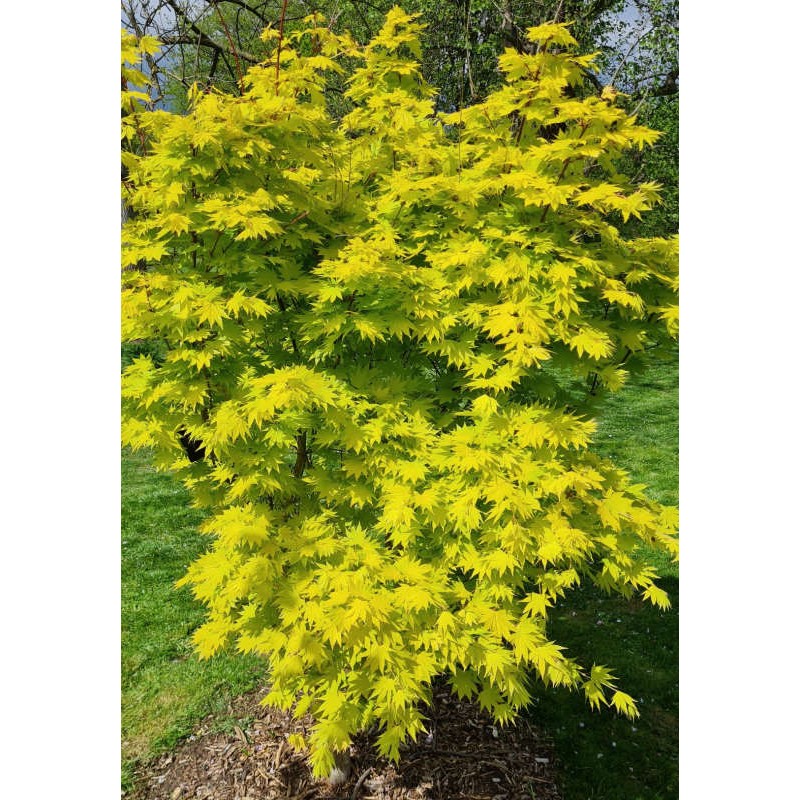 Acer shirasawanum 'Jordan' - golden-green leaves in Spring