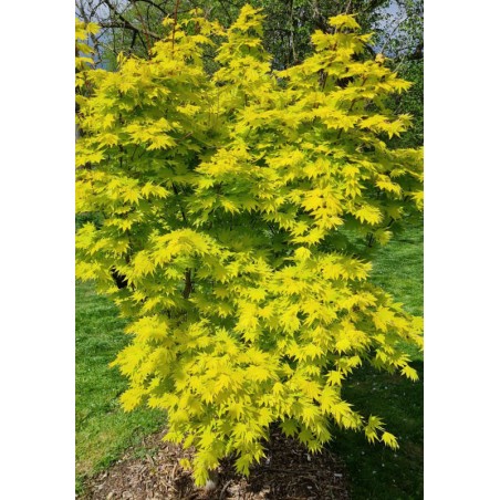 Acer shirasawanum 'Jordan' - golden-green leaves in Spring