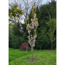 Prunus serrulata 'Amanogawa' - narrow, upright habit