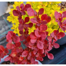 Berberis thunbergii 'Florence' - vibrant reddish-orange leaves in spring
