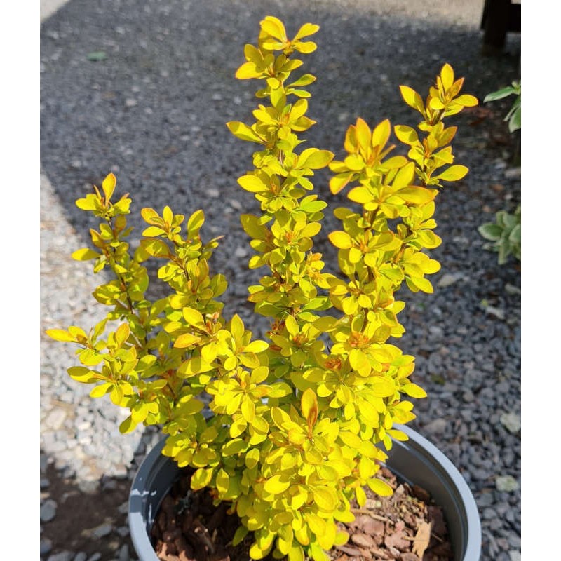 Berberis thunbergii 'Summer Sunset' - golden-green leaves in Spring