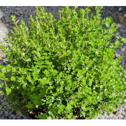 Lonicera nitida 'Scoop' - fresh growth in spring