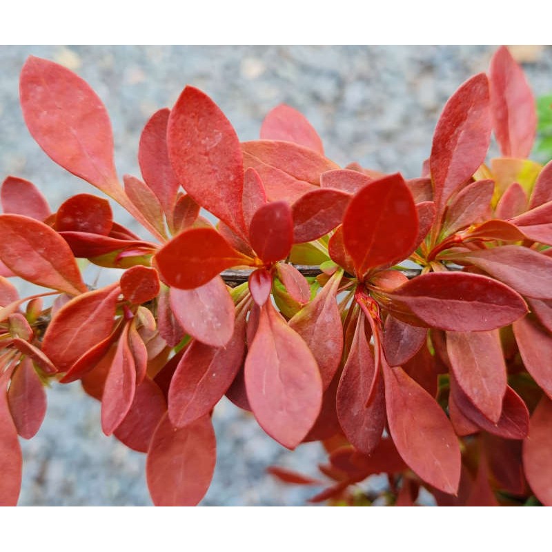 Berberis thunbergii 'Coral' - coral red spring leaves Berberis thunbergii 'Coral' - coral red spring leaves