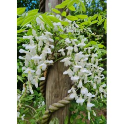 Wisteria sinensis 'Jako' - white flowers in early summer