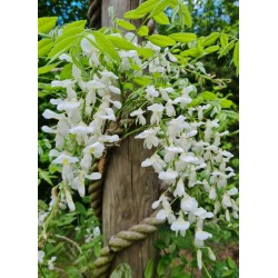 Wisteria sinensis 'Jako' - white flowers in early summer