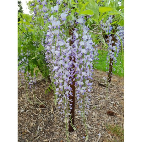 Wisteria floribunda 'Lawrence' - flowers in late May