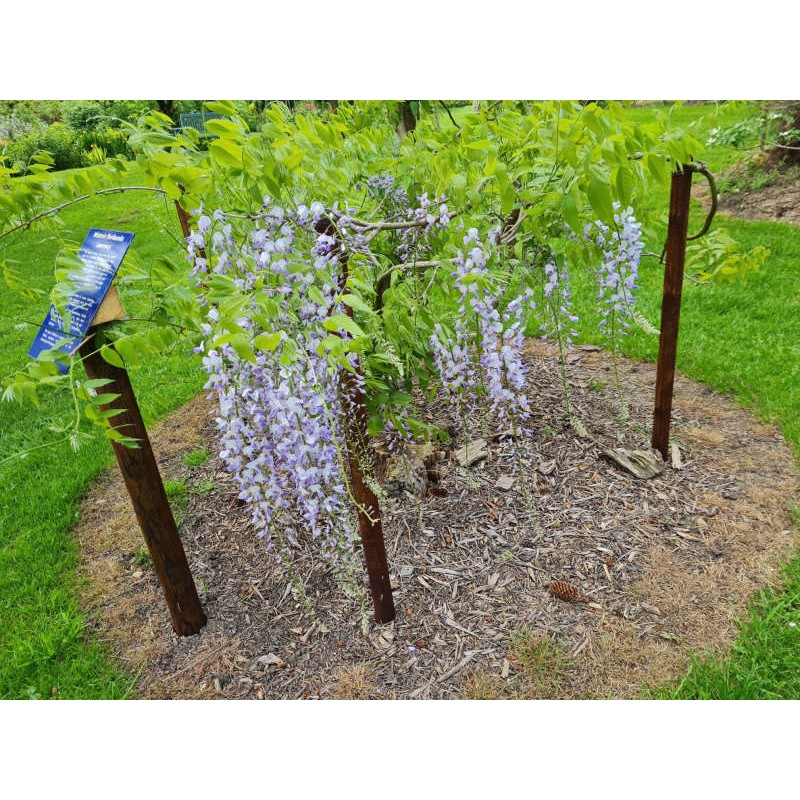 Wisteria floribunda 'Lawrence' - early summer flowers