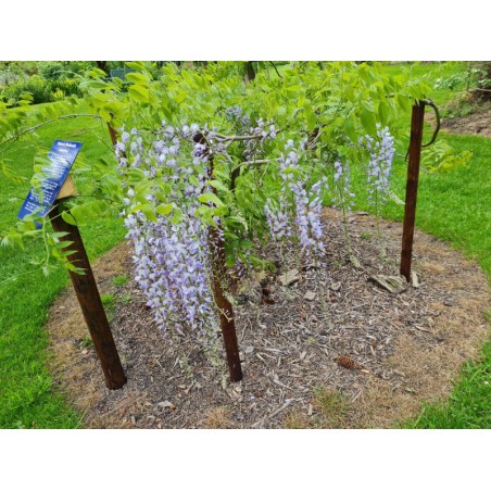Wisteria floribunda 'Lawrence' - early summer flowers
