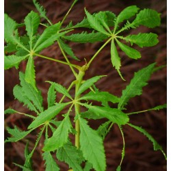 Aesculus hippocastanum 'Laciniata' - leaves in summer