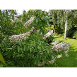 Aesculus californica 'Blue Haze' - white flowers in early summer