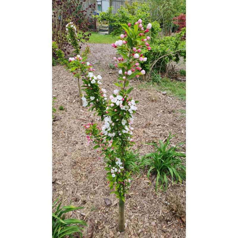 Malus 'Admiration' - spring
