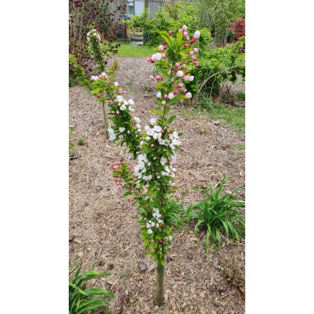 Malus 'Admiration' - spring Malus 'Admiration' - spring