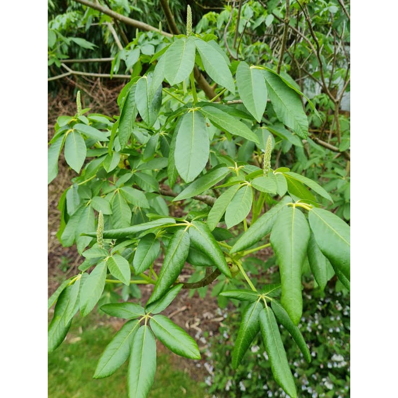 Aesculus californica 'Blue Haze' - young leaves in Spring