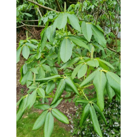Aesculus californica 'Blue Haze' - young leaves in Spring