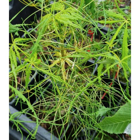 Aesculus hippocastanum 'Laciniata' Aesculus hippocastanum 'Laciniata'