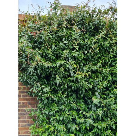 Trachelospermum jasminoides - established plant climbing a wall