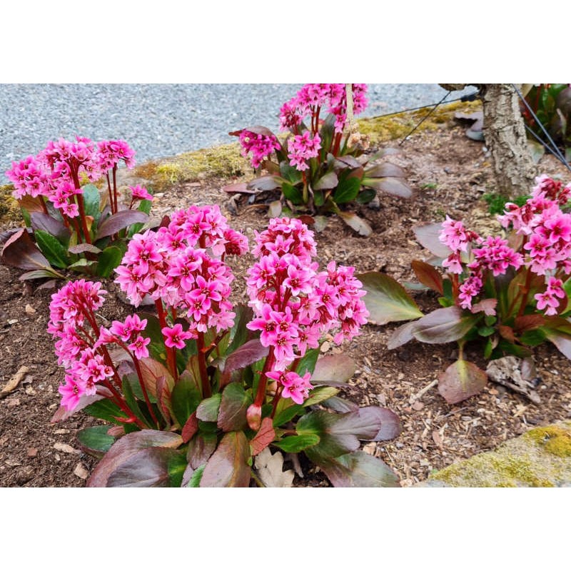 Bergenia 'Dark Damsel' - flowering plants Bergenia 'Dark Damsel' - flowering plants