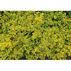 Euonymus fortunei 'Emerald 'n' Gold' - established plant