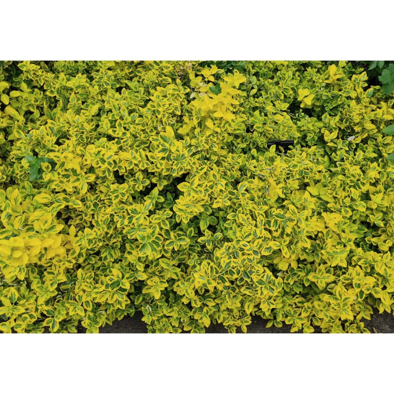 Euonymus fortunei 'Emerald 'n' Gold' - established plant