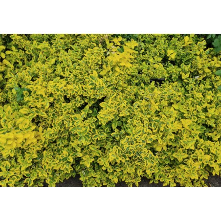 Euonymus fortunei 'Emerald 'n' Gold' - established plant Euonymus fortunei 'Emerald 'n' Gold' - established plant