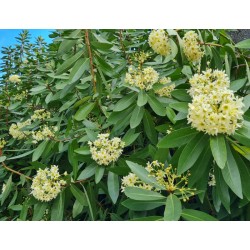 Drimys winteri - flowers in late Spring