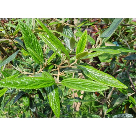 Viburnum x 'Pragense' - leaves in Spring