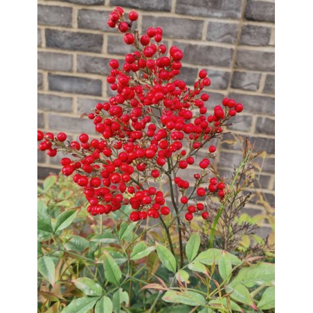 Nandina domestica 'Richmond' - berries Nandina domestica 'Richmond' - berries
