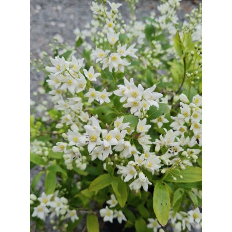 Deutzia gracilis 'Nikko' - masses of spring flower Deutzia gracilis 'Nikko' - masses of spring flower