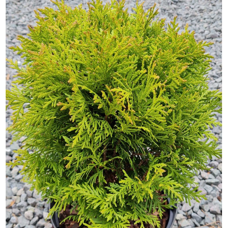 Thuja occidentalis 'Mirjam' - young leaves in late spring