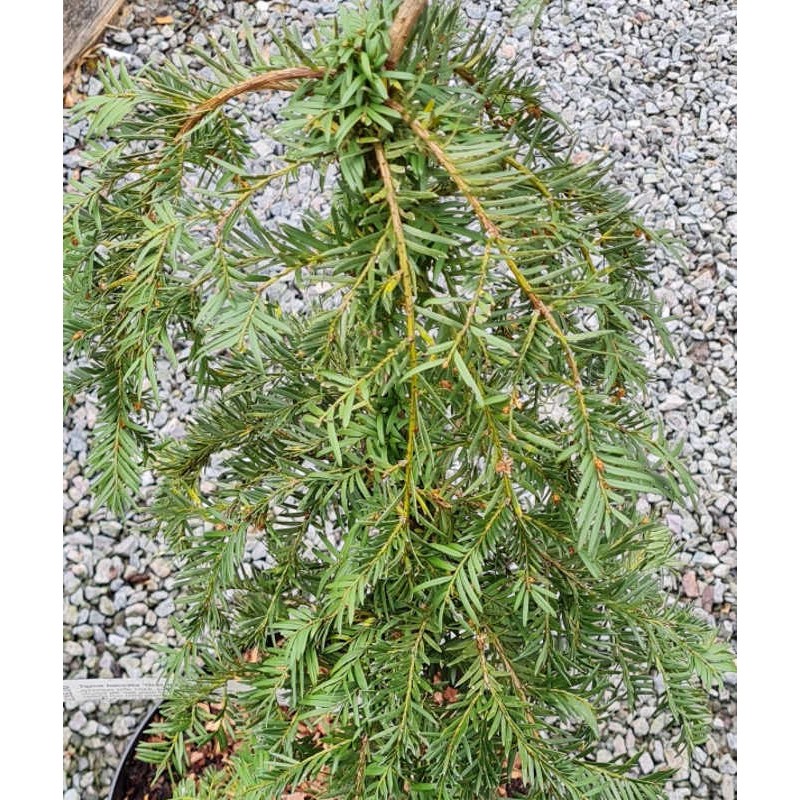 Taxus baccata 'Gracilis Pendula' - young plant Taxus baccata 'Gracilis Pendula' - young plant