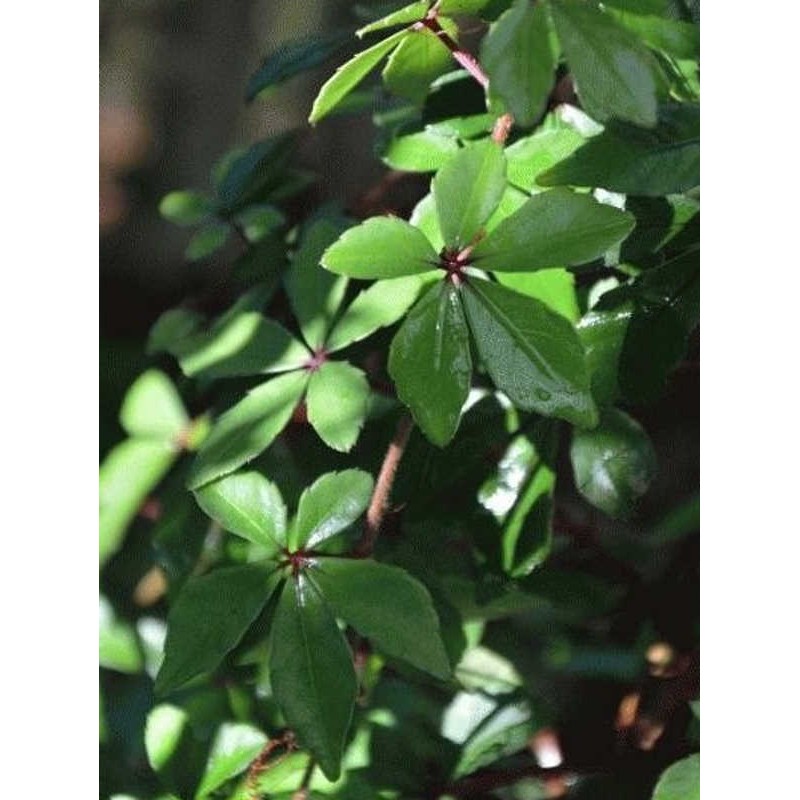 Tetrastigma objectum - leaves in summer Tetrastigma objectum - leaves in summer