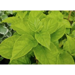 Hydrangea anomala 'Flying Saucer' - leaves in Spring
