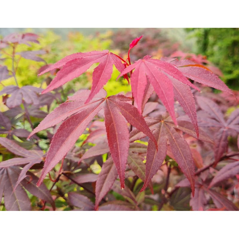 Acer palmatum 'Atropurpureum' - young leaves in Spring