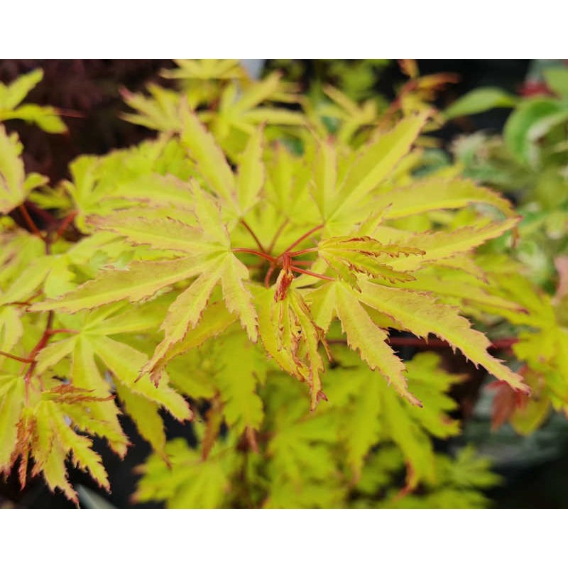 Acer palmatum 'Anne Irene' - young leaves in spring