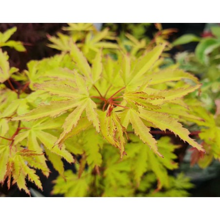 Acer palmatum 'Anne Irene' - young leaves in spring Acer palmatum 'Anne Irene' - young leaves in spring
