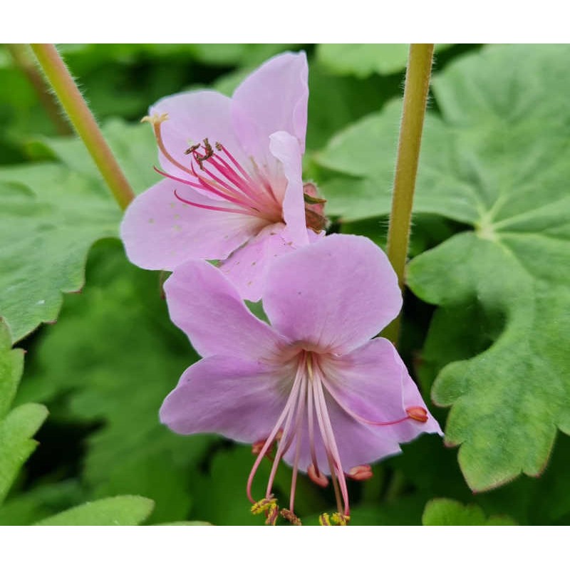 Geranium macrorrhizum 'Ingwersen's Variety' - rose-pink flowers