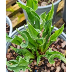 Hosta 'Praying Hands' - young leaves in Spring