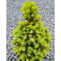 Picea glauca 'Maigold' - young spring foliage