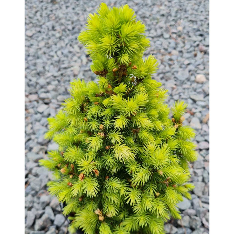 Picea glauca 'Maigold' - young spring foliage Picea glauca 'Maigold' - young spring foliage