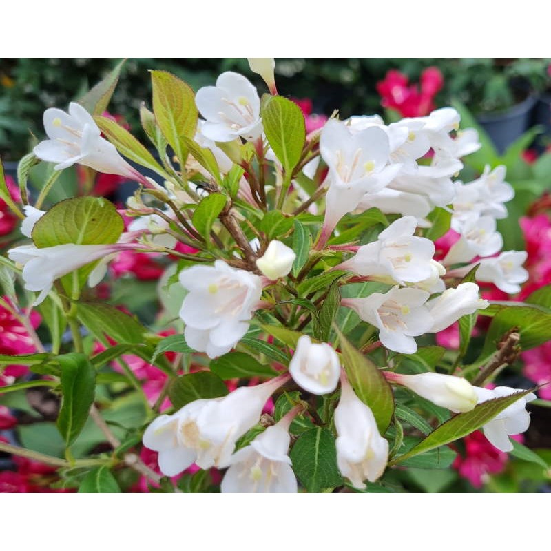 Weigela florida 'Black and White' - early summer flowers