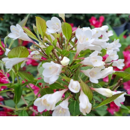 Weigela florida 'Black and White' - early summer flowers Weigela florida 'Black and White' - early summer flowers