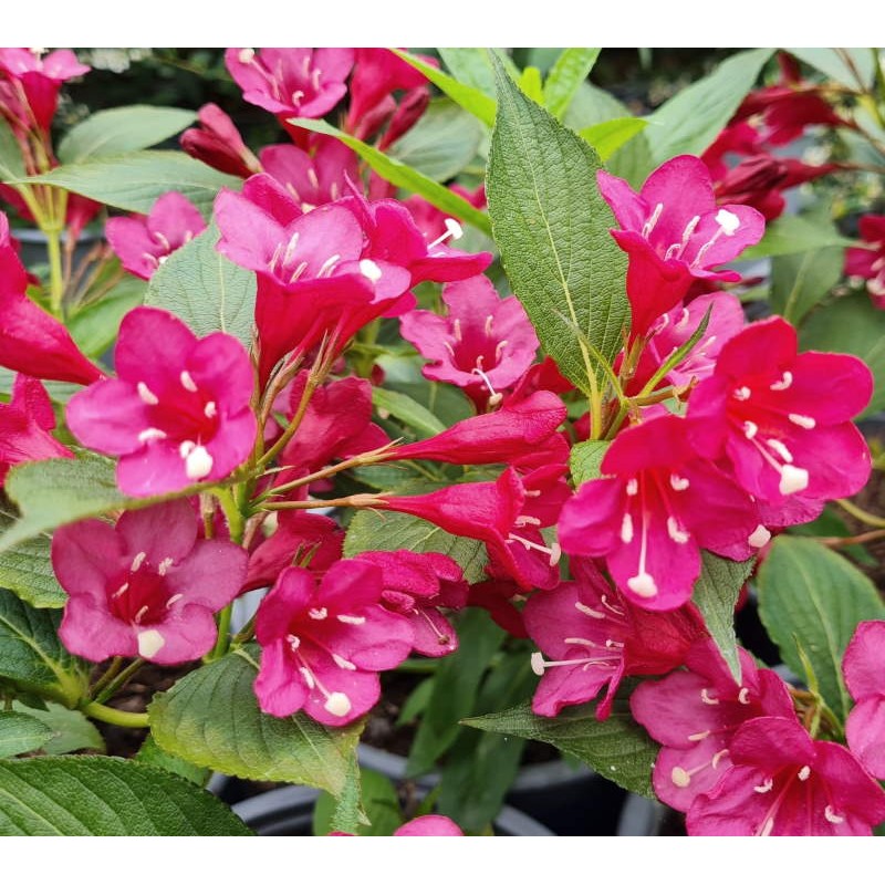 Weigela florida 'Evita' - early summer flowers