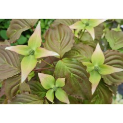 Cornus kousa 'National' - young bracts emerging in late Spring