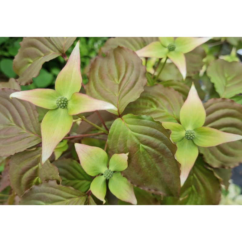 Cornus kousa 'National' - young bracts emerging in late Spring