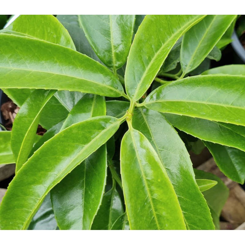 Prunus laurocerasus 'Mount Vernon' - leaves in Spring