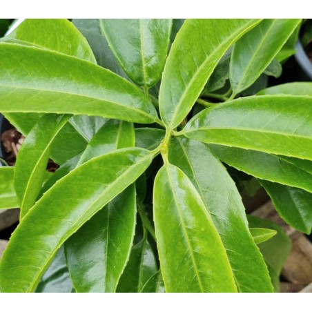 Prunus laurocerasus 'Mount Vernon' - leaves in Spring