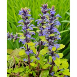 Ajuga reptans 'Lemon & Lime' - flowers in late Spring