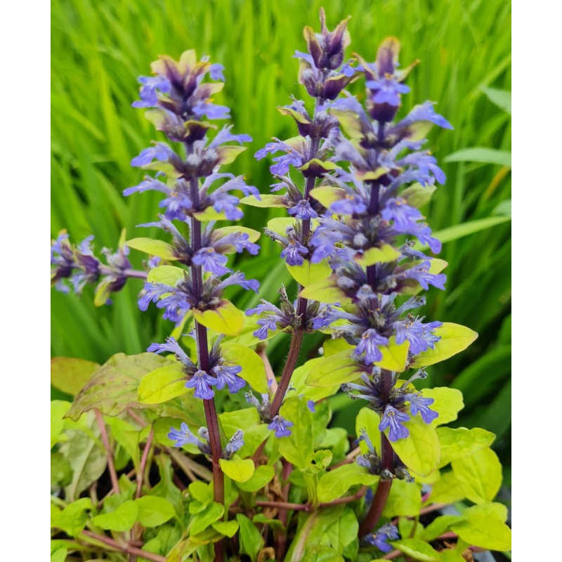 Ajuga reptans 'Lemon & Lime' - flowers in late Spring Ajuga reptans 'Lemon & Lime' - flowers in late Spring